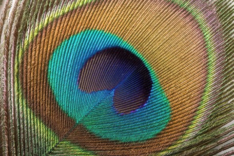 Peacock plume close up