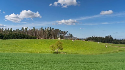 Rural idyll with green meadow