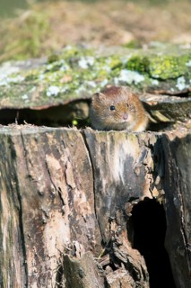 Bank vole