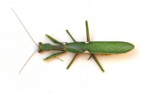 Macronian bush mantis