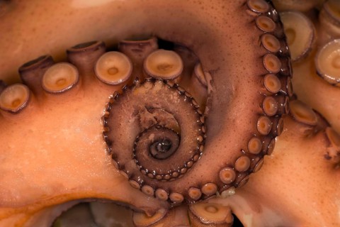 Cooked mexican four-eyed octopus