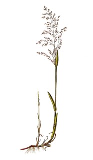 Quellgras