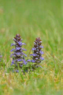 Blue bugle