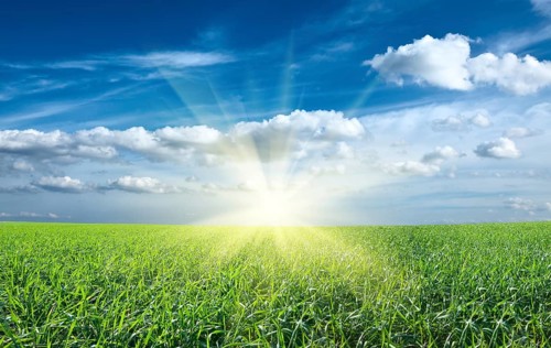 Sunset sun and field of green fresh grass under blue sky
