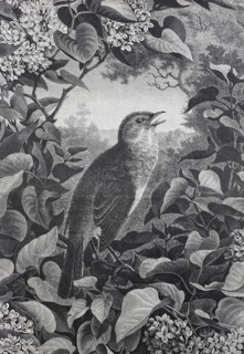 Nightingale