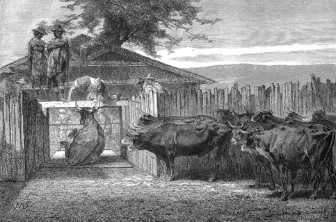 Slaughter of cattle in 1880