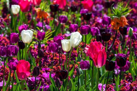 Flowering tulips