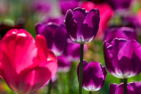 Flowering tulips