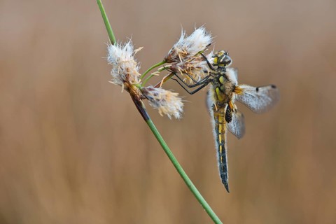 Four-spotted chaser