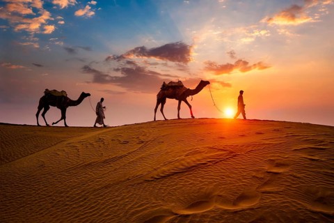 Indian cameleers