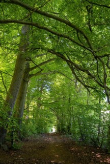 Beech forest