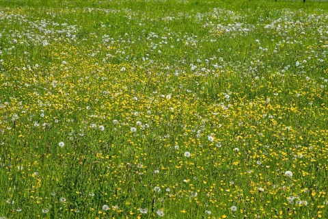 Meadow