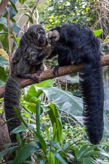 White-faced saki