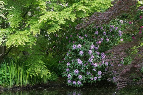 Rhododendrons