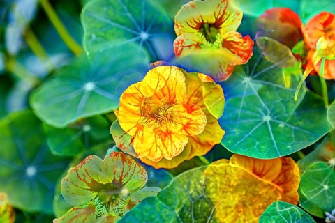 Flowers creative