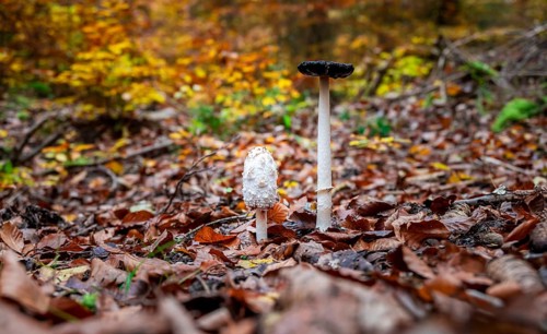 Shaggy ink cap