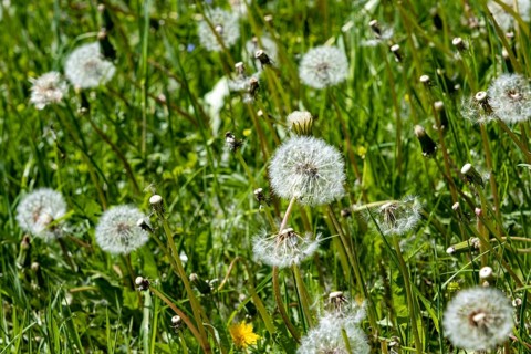 Meadow