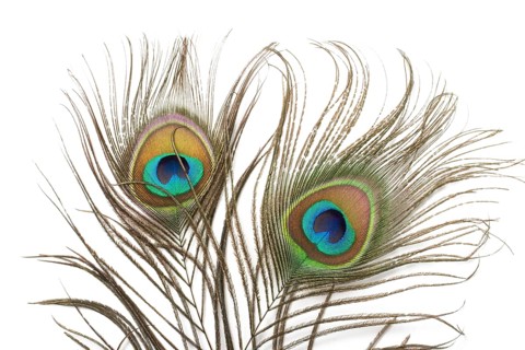 Two peacock plumes close up