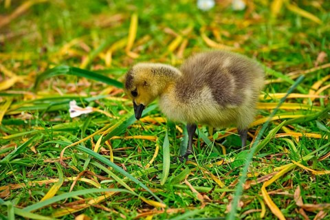 Canada goose goslings on grass