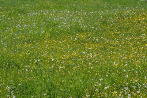 Meadow