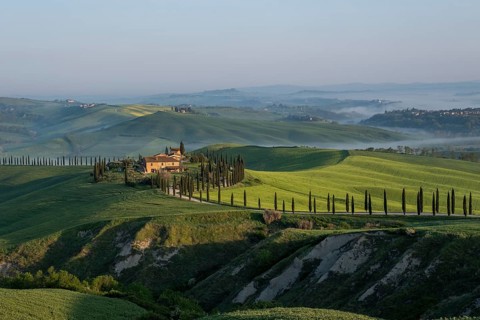 Typical vineyard