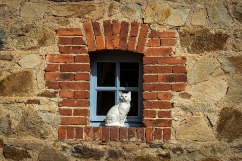 Porcelain cat on the edge of a window