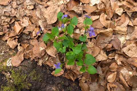 Flowering early-dog violet