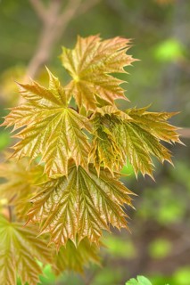 Young leaves of norway maple