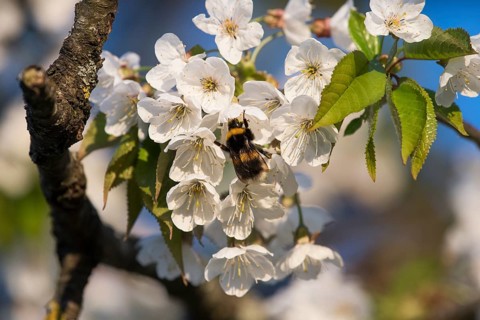 Large earth bumblebee