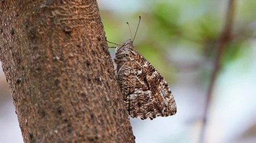 Moth