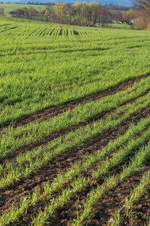 Sprouting winter wheat