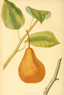 Birne der Sorte Boscs Flaschenbirne