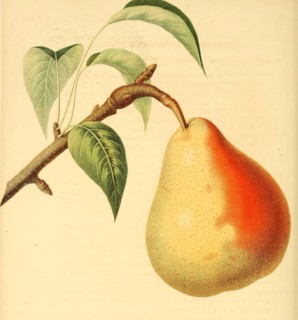 Birne der Sorte Beurre Langelier Pear