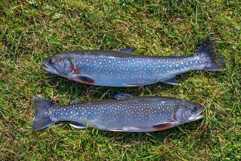 Fishing