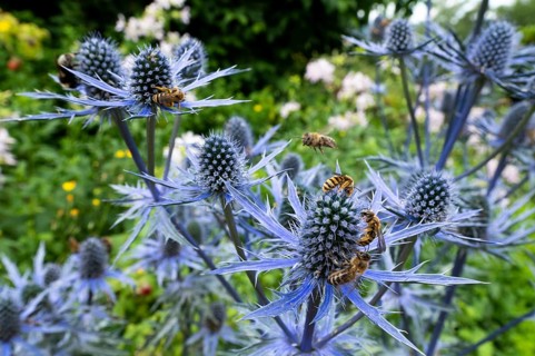 Sweat bee