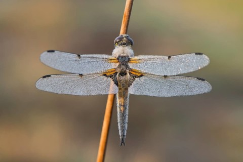 Four-spotted chaser