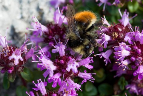 Mountain bumblebee