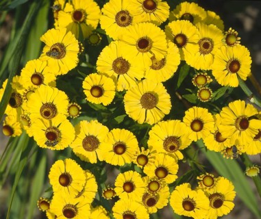 Sonnenbraut
