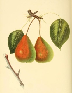 Birne der Sorte the Rostiezer Pear
