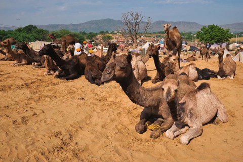 Camels at Pushkar Mela Pushkar Camel Fair famous tourist attraction in Pushkar