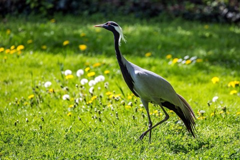 Demoiselle crane