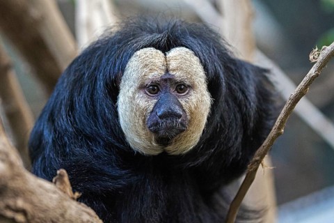 White-faced saki