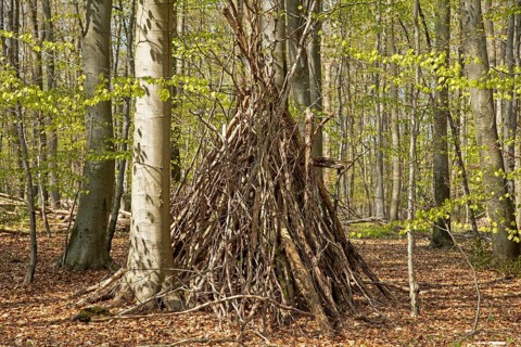 Tipi in the forest