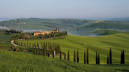 Typical vineyard