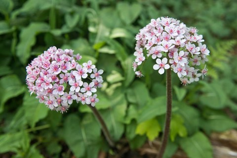 Indian rhubarb