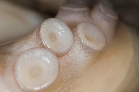 Suction cups on the tentacle of a freshly caught mexican four-eyed octopus
