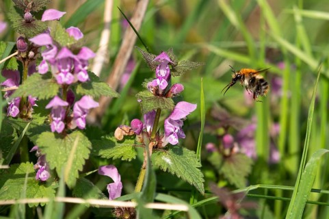 Common carder-bee