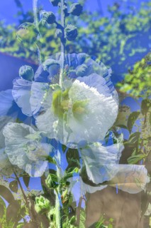 Flowers creative