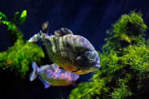 Red-bellied piranha