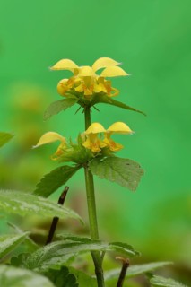 Yellow archangel